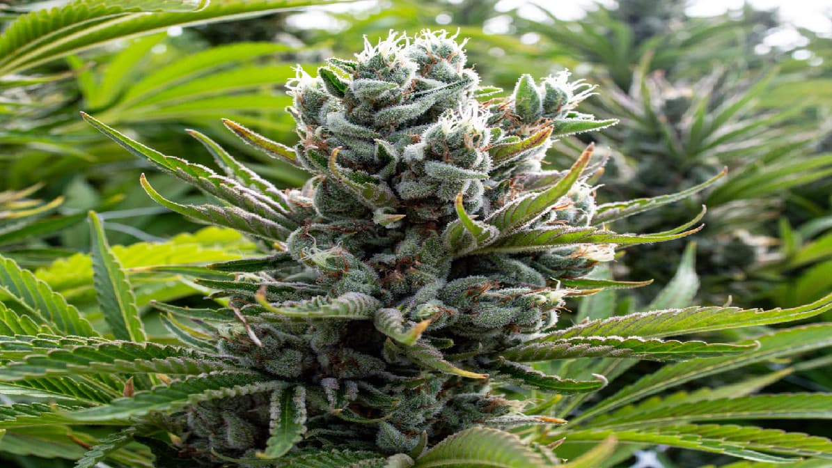 Lieblingssorten auf Lager – Cannabis Samen bestellen ohne Wartezeit