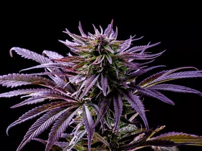 Lieblingssorten auf Lager – Cannabis Samen bestellen ohne Wartezeit
