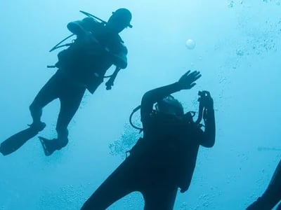DeepDiveMexico: Erlebe die faszinierenden Bullenhaie Mexiko hautnah in Playa del Carmen
