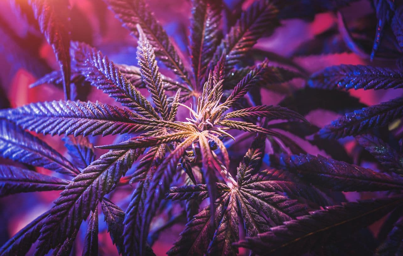 CBD Hase: Eine umfassende Anleitung zu den Vorteilen von CBD für Hasen