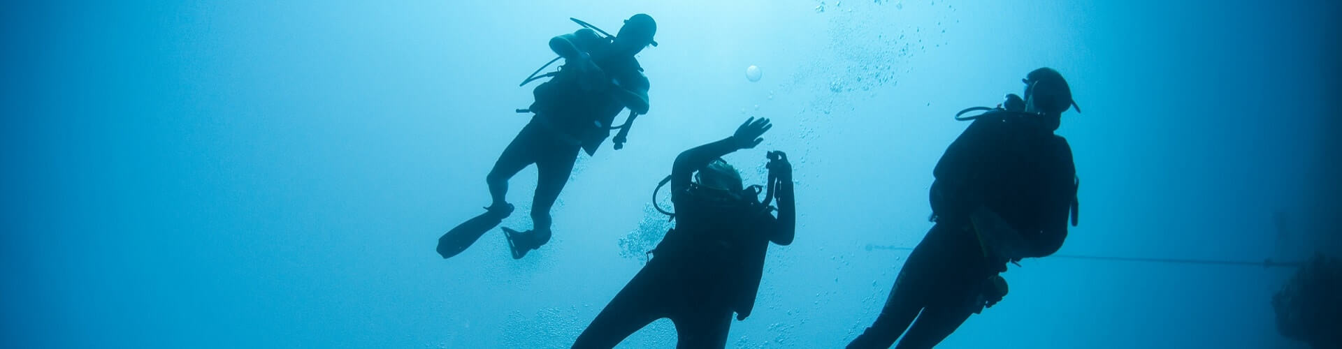DeepDiveMexico: Erlebe die faszinierenden Bullenhaie Mexiko hautnah in Playa del Carmen