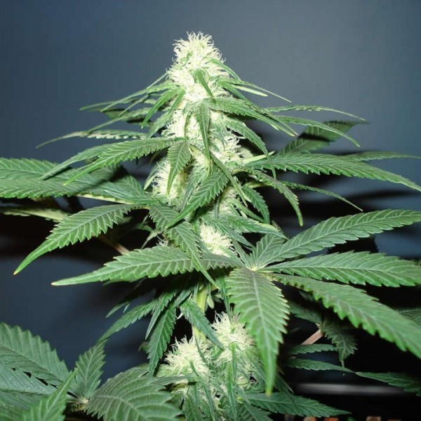 Cherry Zoap Autoflower: Höchste THC-Konzentration, unvergleichlicher Geschmack