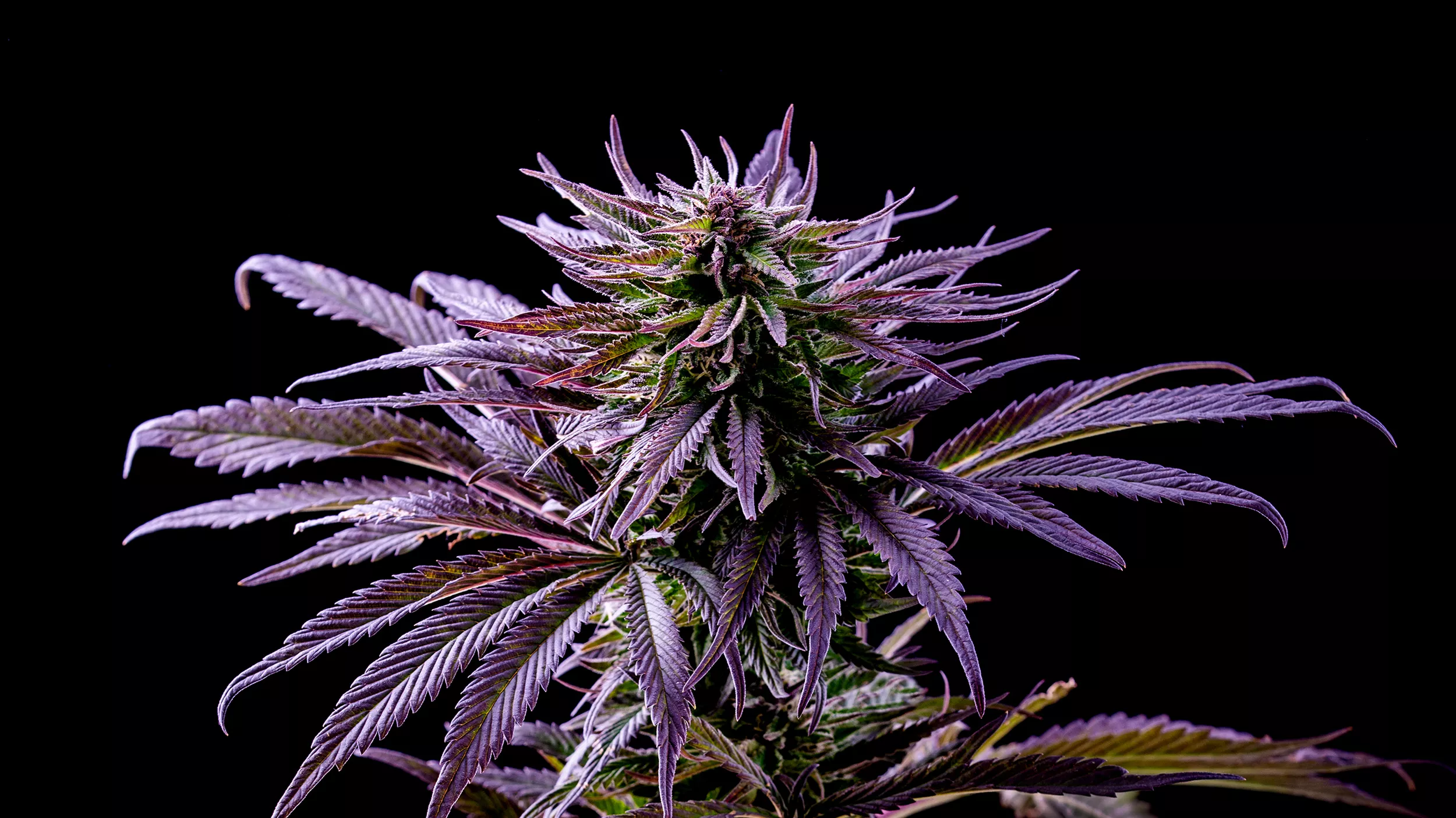 Lieblingssorten auf Lager – Cannabis Samen bestellen ohne Wartezeit