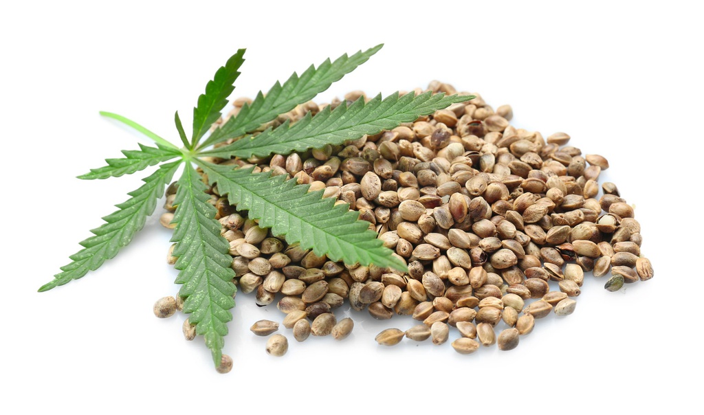 Die Geschichte der Cannabis Samen: Von der Antike bis heute