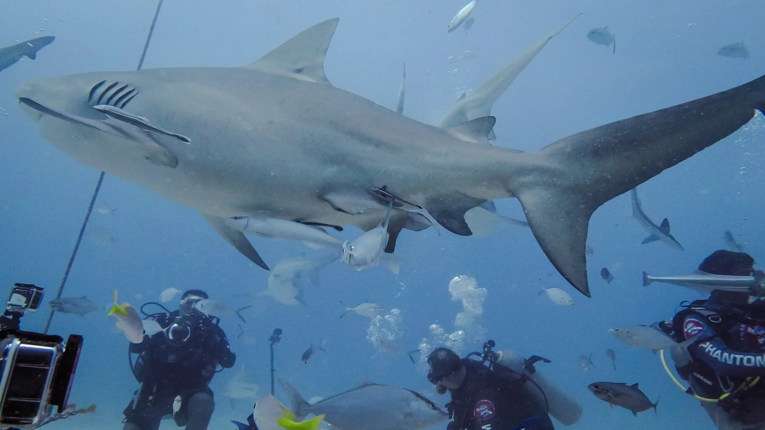 DeepDiveMexico: Erlebe die faszinierenden Bullenhaie Mexiko hautnah in Playa del Carmen